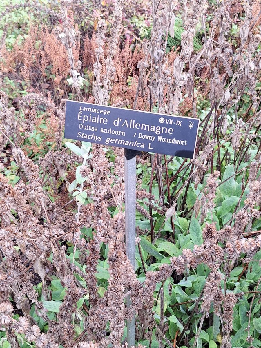 WhatsApp-Image-2023-10-31-at-15.53.23